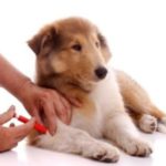 Вакцинация кошек и собак - Советы ветеринарного врача