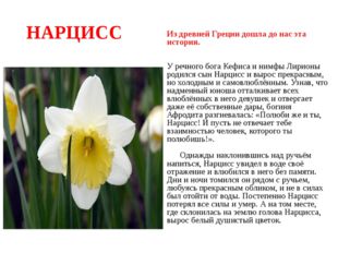 Типовые признаки нарциссизма