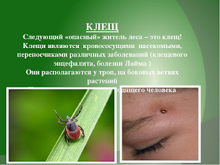 Чем опасны клещи для человека?