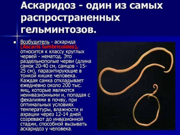 Аскариды: симптомы у взрослых