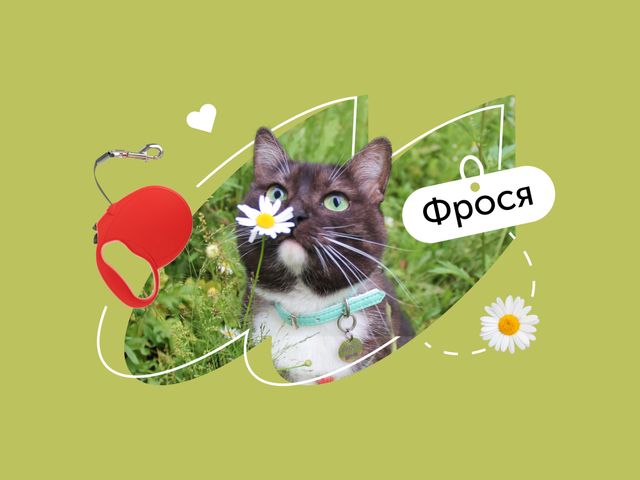 Как уже пять лет я выгуливаю свою кошку
