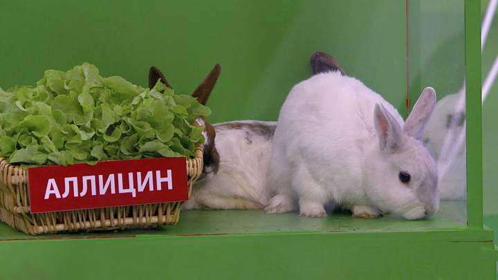 Чеснок и лук против сахара: как обычные овощи помогают нейтрализовать вред сладкого