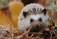 Специалисты рассказали, какие инфекции переносят ежи