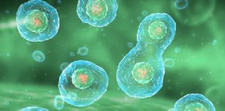 Форма ядра клетки может влиять на успех лечения рака