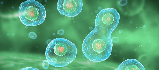 Форма ядра клетки может влиять на успех лечения рака